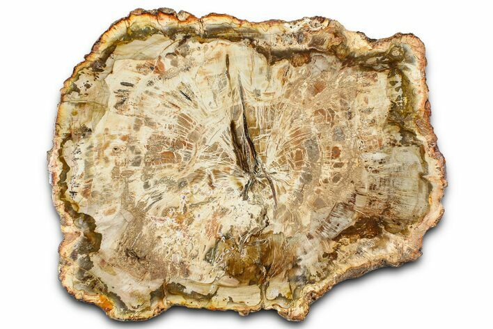 Beautiful Petrified Wood (Araucaria) Slab - Madagascar #361498